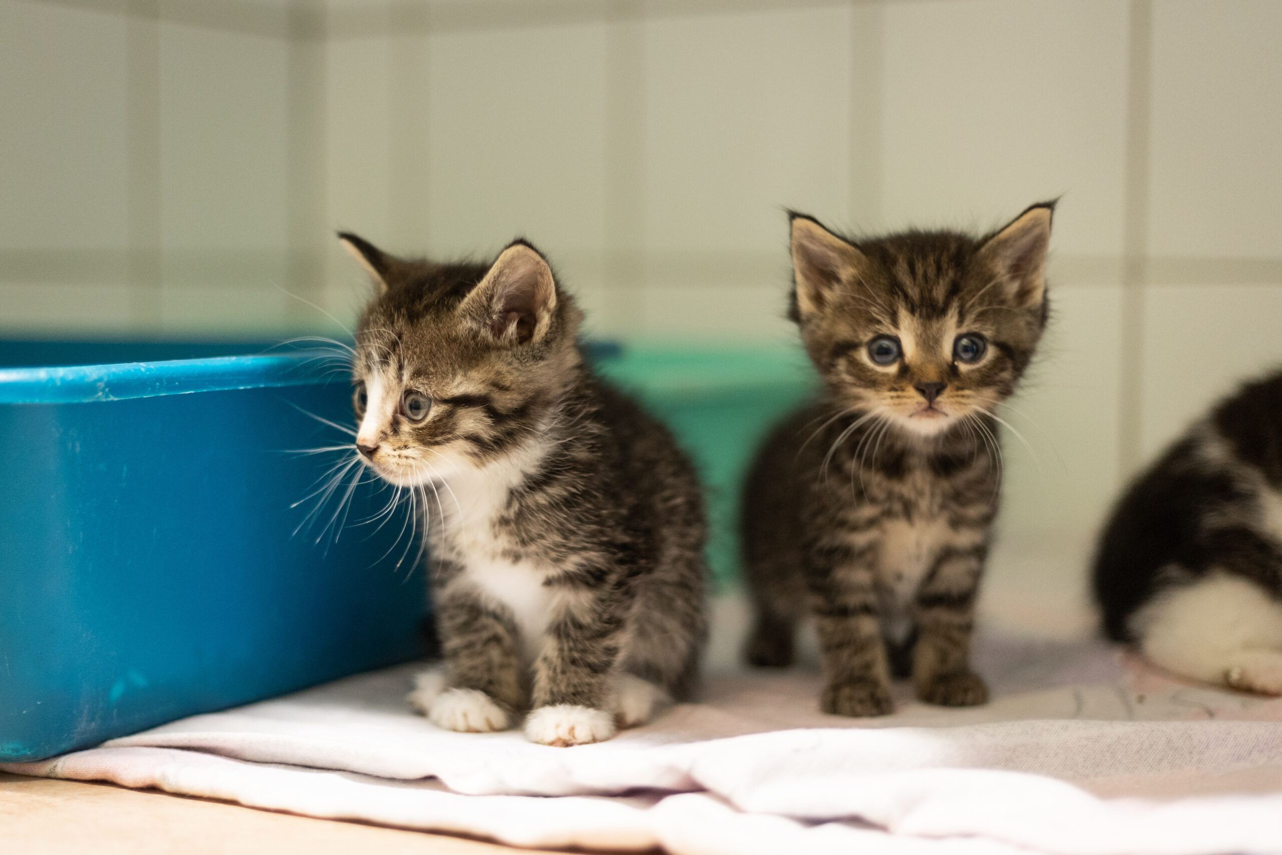 90 tierheim trier katzen Tierheim trier: rückgabe von corona-haustieren