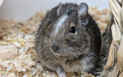 Degus